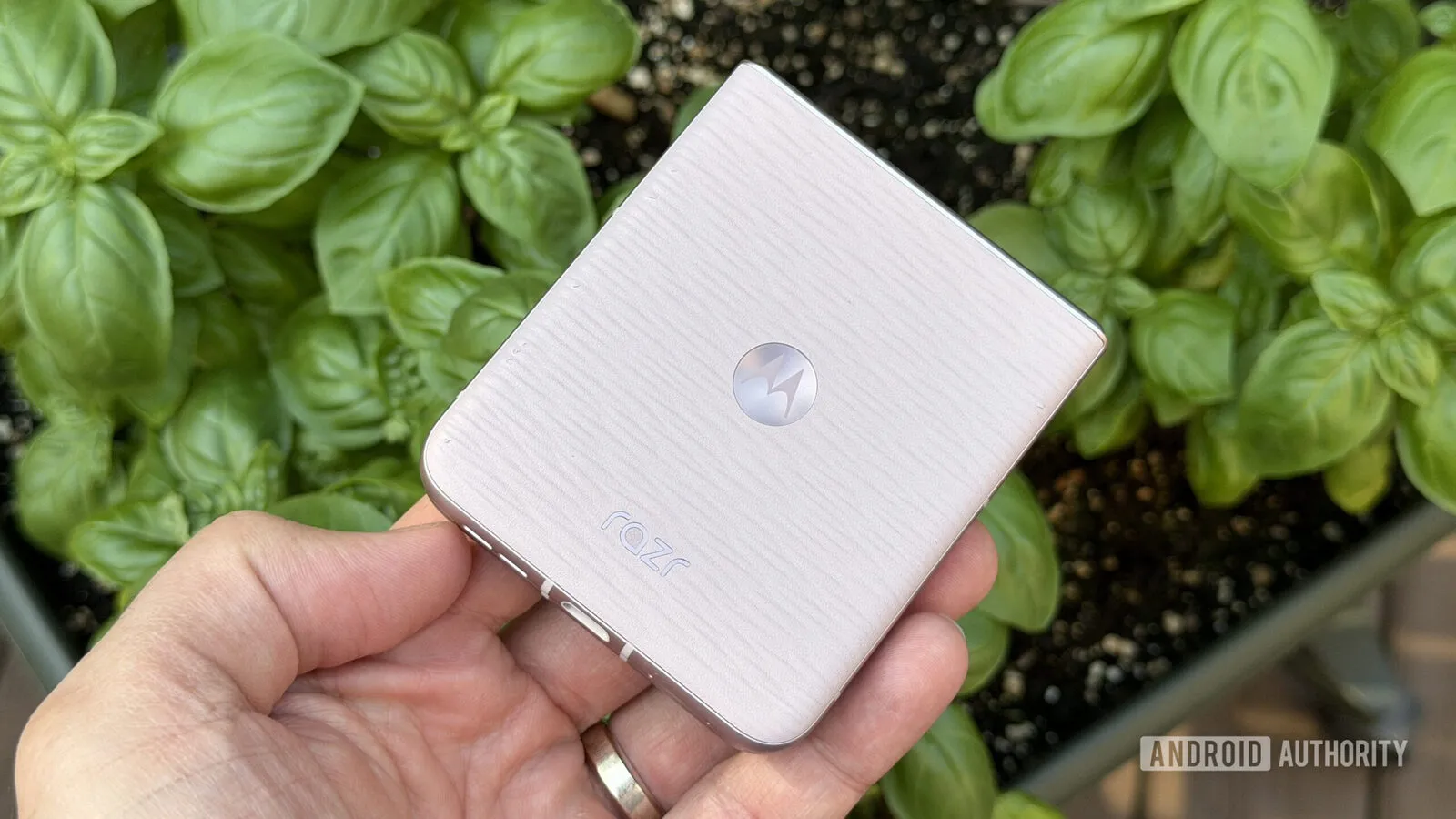 Motorola Razr 2026 fotografiado junto a una planta de albahaca