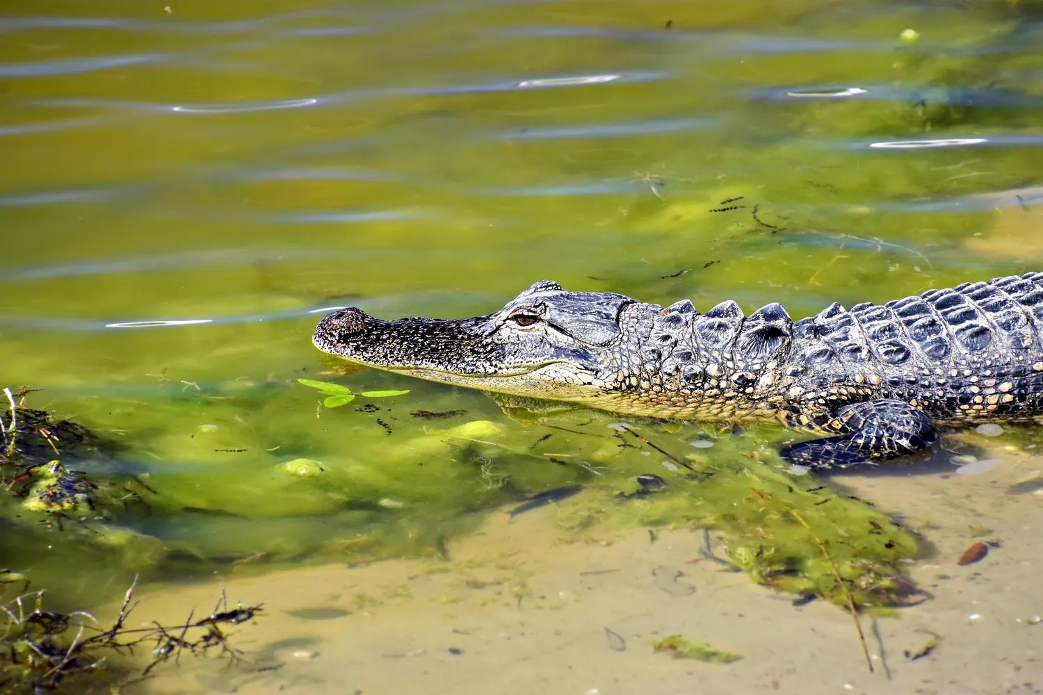 Caimán americano nadando en un pantano, ejemplo de la fauna que se podrá estudiar en el juego