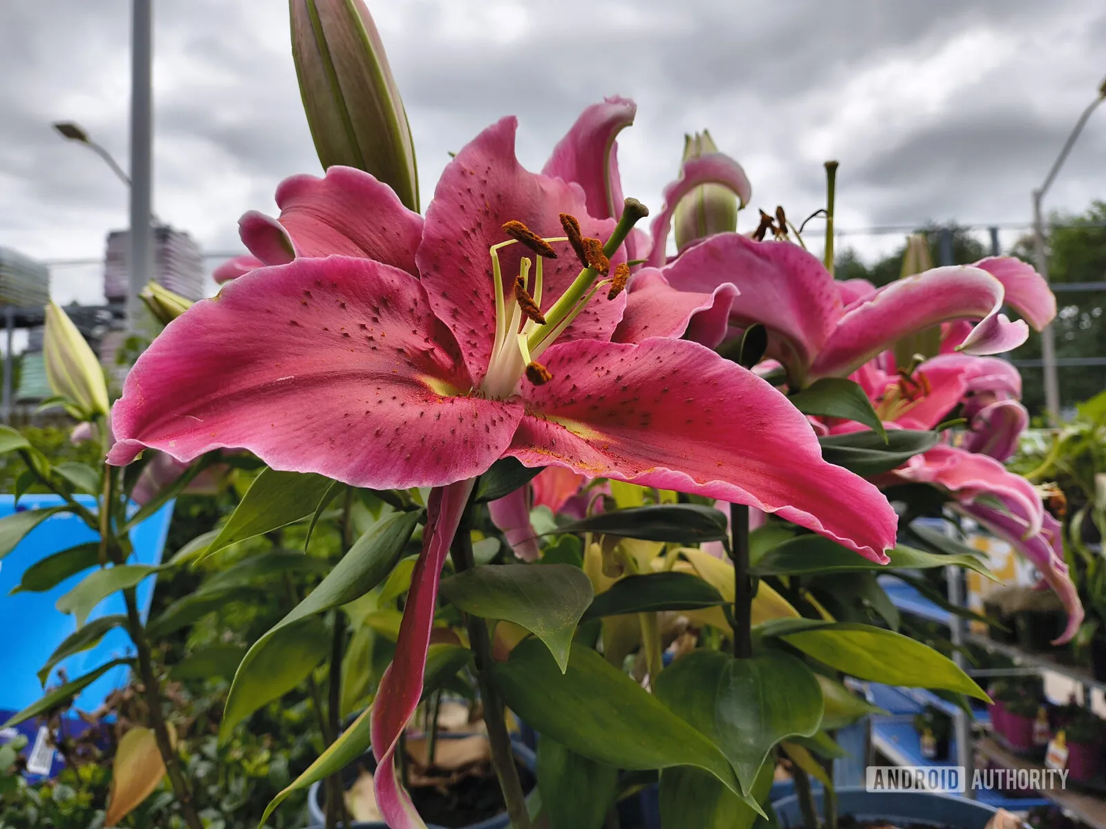 Foto de una flor rosa en un día nublado tomada con el Motorola Razr 2026