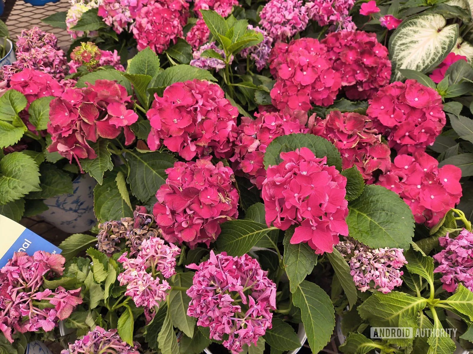 Foto de flores rosas tomada con el Motorola Razr 2026