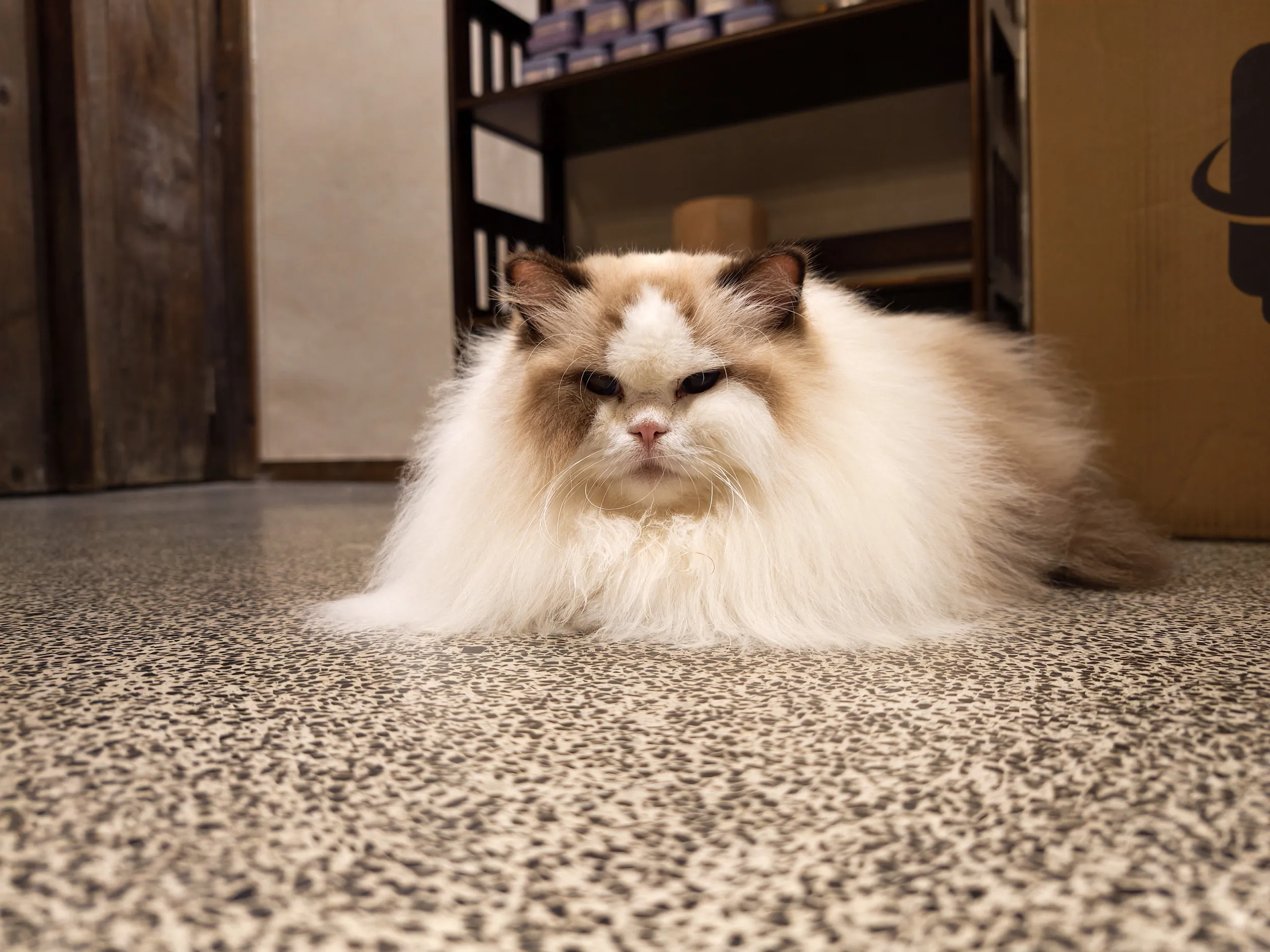 Un gato de pelo largo sentado en el suelo de una habitación