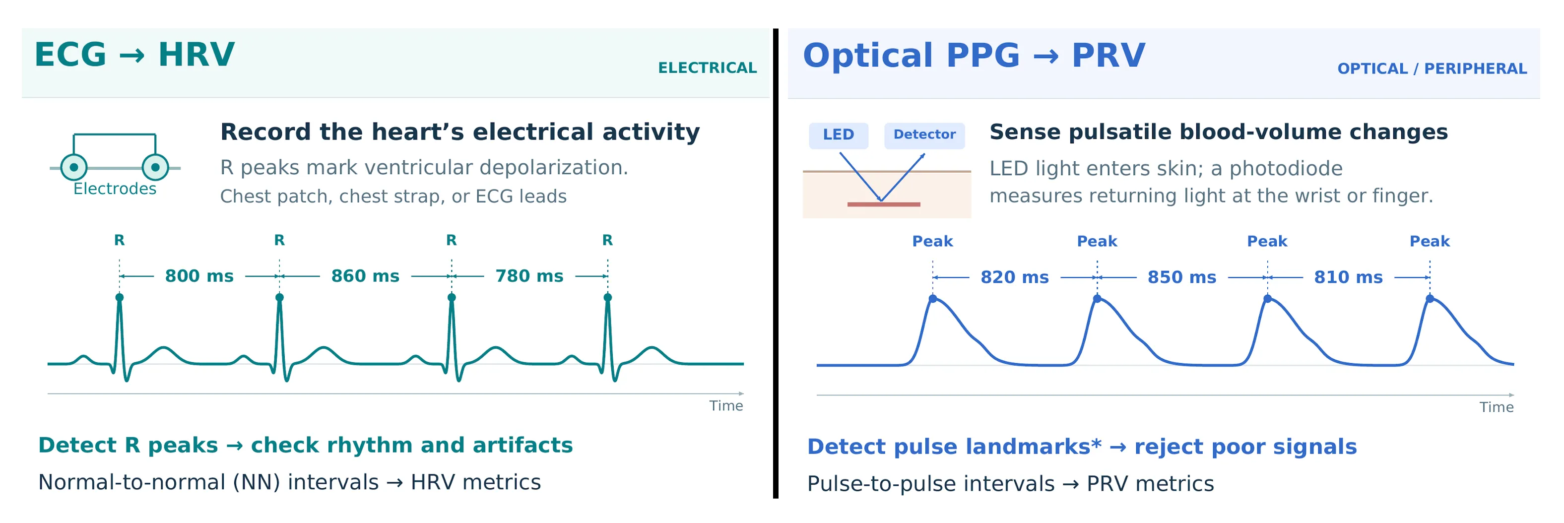 Comparación entre la medición eléctrica por ECG (HRV) y la óptica por PPG (PRV)