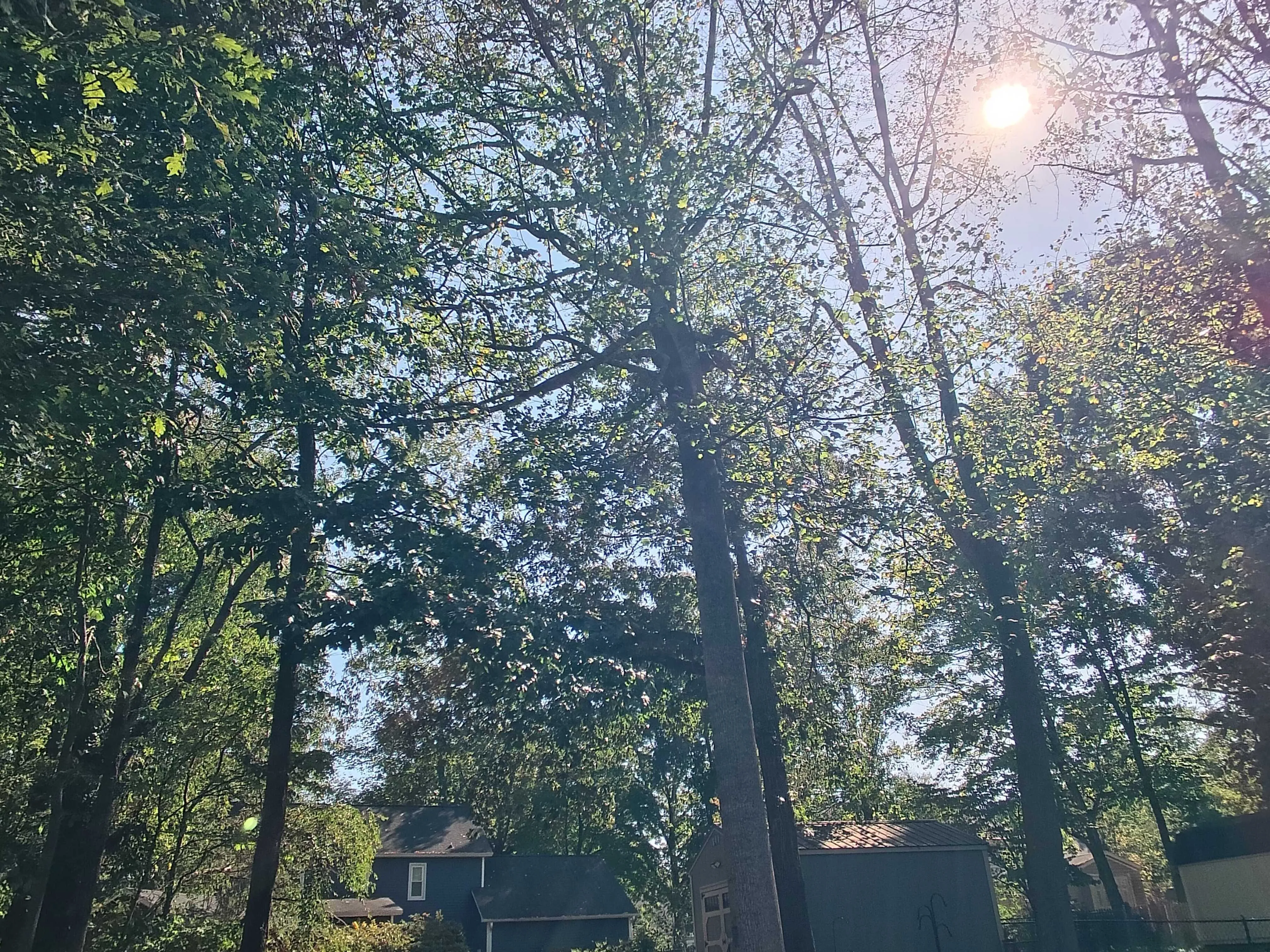 Fotografía en primera persona de árboles y cielo capturada con las gafas, con el sol al fondo