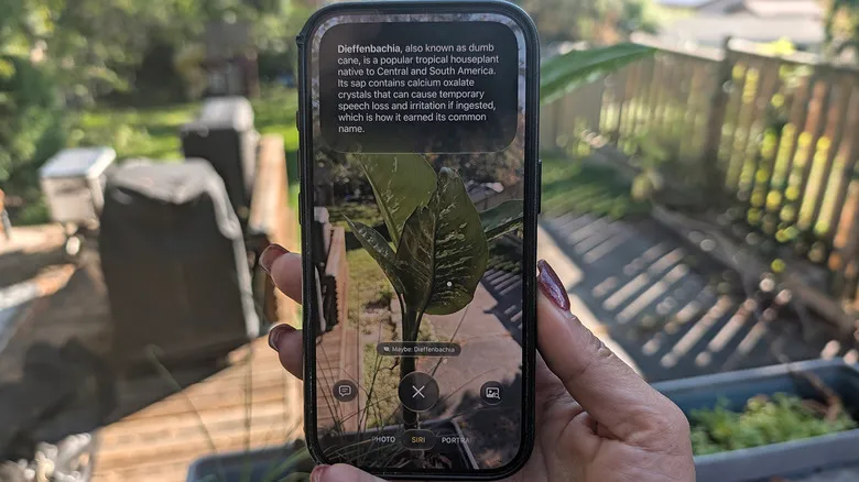 iPhone usando Visual Intelligence para identificar una planta con la cámara